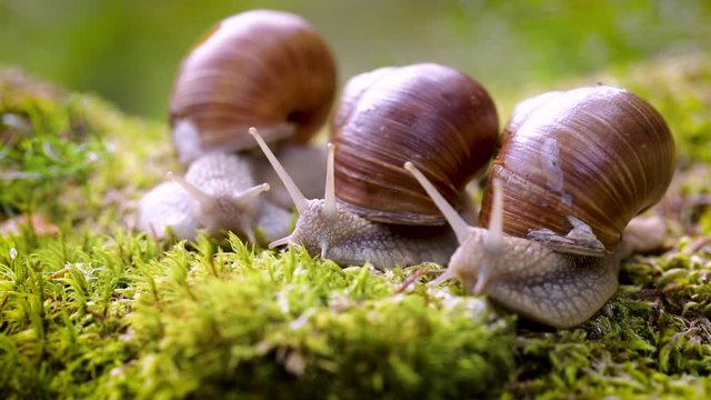 Helix pomatia also Roman snail, Burgundy snail