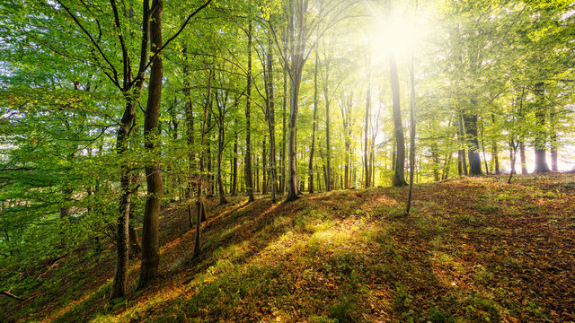 Fototapeta Lichtdurchfluteter Wald