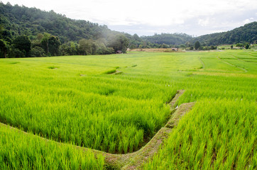 Rice Field Farm on The Background.