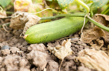Obraz premium Green cucumber on a plant in the garden