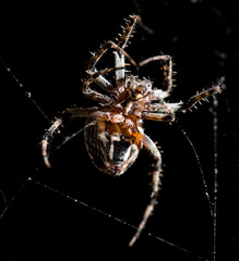 The spider sits on a web on the hunt