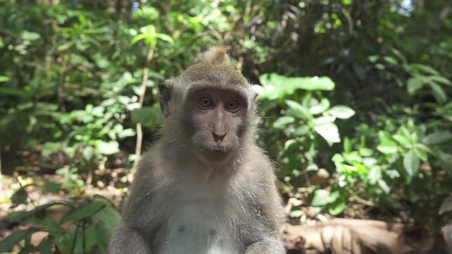 CLOSE UP: Portrait of male Balinese monkey sitting on stone wall in dense lush green jungle. Adult macaca in Sacred Monkey Forest Ubud, Bali, Indonesia. Long-tailed macaque in sunny wilderness nature