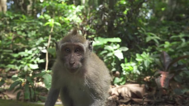 CLOSE UP: Portrait of male Balinese monkey sitting on stone wall in dense lush green jungle. Adult macaca in Sacred Monkey Forest Ubud, Bali, Indonesia. Long-tailed macaque in sunny wilderness nature