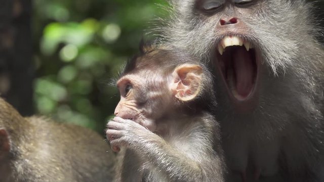 CLOSE UP: Portrait of cute little monkey babies and mother in sunny Monkey Forest Ubud, Bali, Indonesia. Beautiful macaque family in the wild. Infants and female macaca chilling in lush green jungle