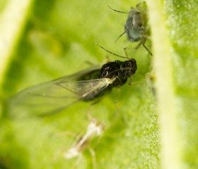Aphids on a green leaf in nature