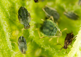 Aphids on a green leaf in nature