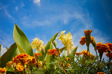 Things you'll at Belle Isle Detroit