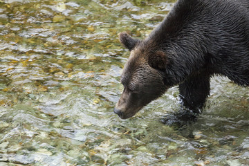 Adult Grizzly hunts for pink salmon in the shallow water at the Fish Creek Wildlife Observation Site, Hyder Alaska