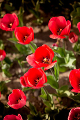 Obraz premium Beautiful red tulips in nature