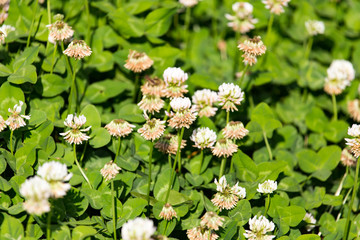 White flowers on a clover