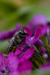 bee on flower