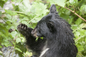A young Black Bear cleanses it's palate after finishing a meal of pink salmon at the Fish Creek Wildlife Observation Site, Hyder Alaska