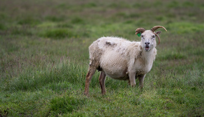 Obraz premium Icelandic Sheep Making Funny Expression