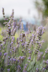bumble bee on lavender