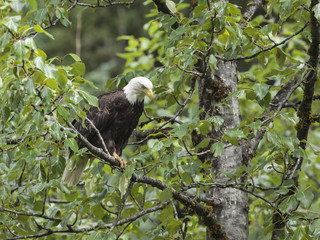 Bald Eagles station themselves along the Salmon River in anticipations of fresh pink salmon scrapes left by the wild bears at the Fish Creek Wildlife Observation Site, Hyder Alaska