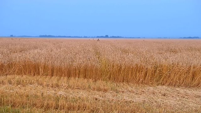 Wheat field rural scene. Wheat harvest golden spikelets strow. Blue sky yellow gold strow field horizon view. Autumn summer day country landscape rural scene. Rustical landscape fine crop of wheat.