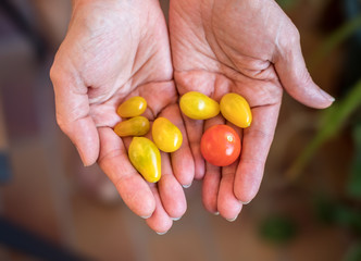 Variation an Tomaten in Frauenhände