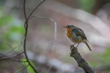Robin bird on a branch in the forest