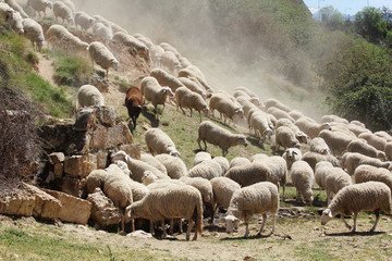 A herd of sheeps in Segovia, Spain 
