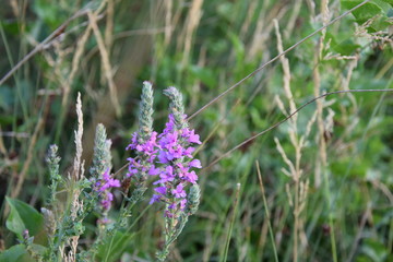 Цветок на поляне