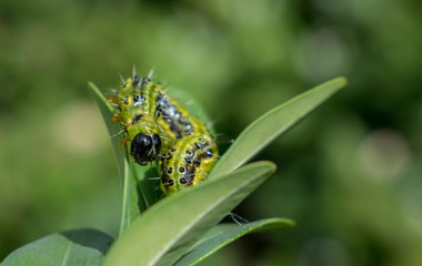 Green caterpilar on leaf