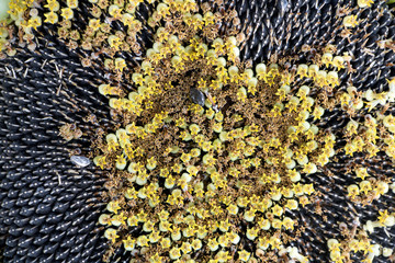 Sonnenblumen - Textur