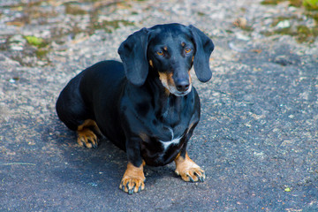 Black dachshund sitting on a shore