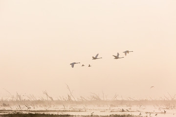 Whooper Swans in the misty morning light