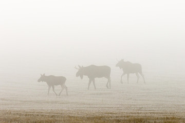 Bull moose in the autumn mist in a field