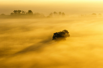Tree on a foggy field at dawn
