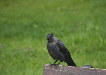 jack on the city square