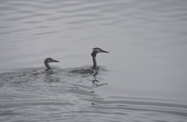 two  grebes  on water background