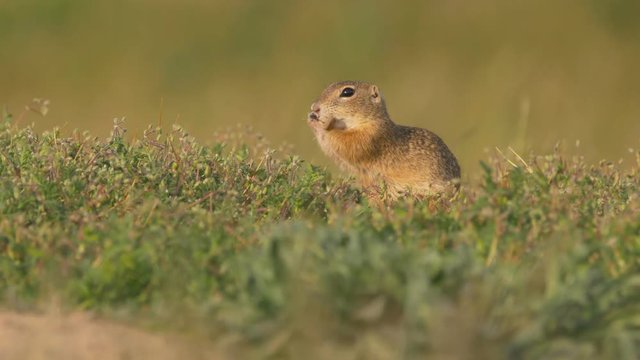 European ground squirrel (Spermophilus citellus)