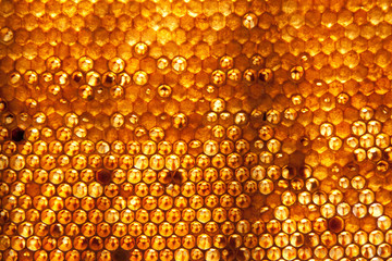 honey comb background or texture