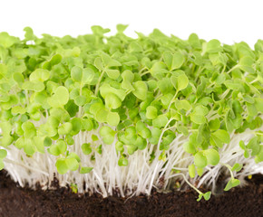 Mizuna seedlings in potting compost front view. Sprouts, vegetable, microgreen. Also called Japanese mustard greens, kyona or spider mustard. Cotyledons of Brassica juncea. Macro photo over white.