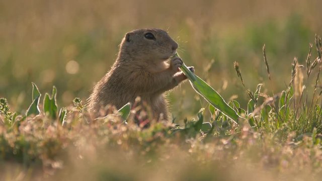 European ground squirrel 