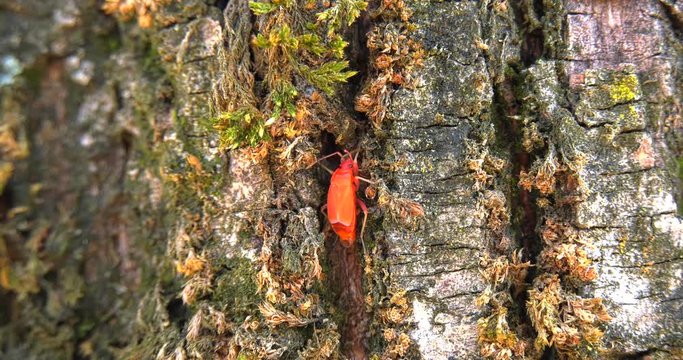 Young insect "Pyrrhocoris apterus" move on the bark of the tree