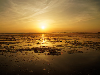 Fototapeta na wymiar Marshlands during sunrise