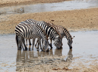 Fototapeta na wymiar Zebra (Equus burchelli)