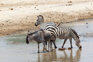 Fototapeta na wymiar Wildebeest (Connochaetes taurinus) and zebra (Equus burchelli)
