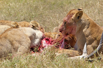 Obraz premium African lioness (Panthera leo)