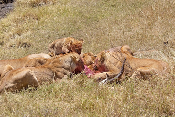 African lioness (Panthera leo)