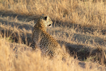 Leopard (Panthera pardus)