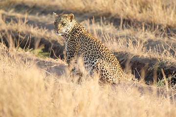 Leopard (Panthera pardus)