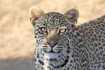 Obraz premium Leopard (Panthera pardus)