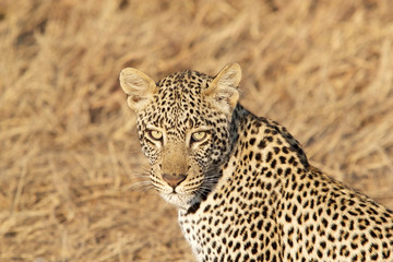 Leopard (Panthera pardus)