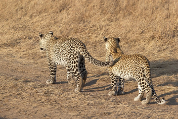 Leopard (Panthera pardus)