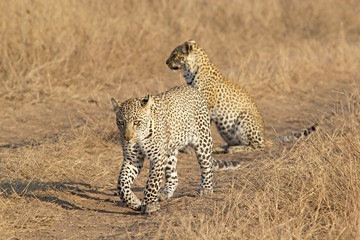 Leopard (Panthera pardus)