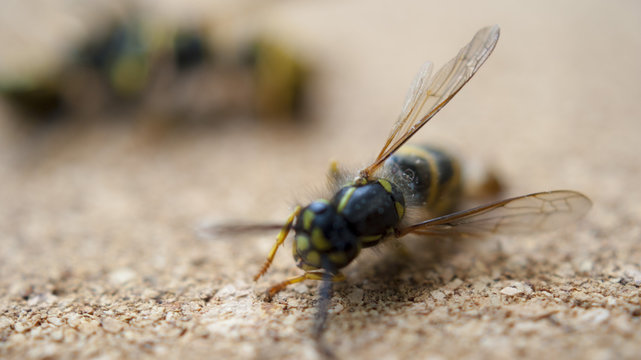 Dead wasps