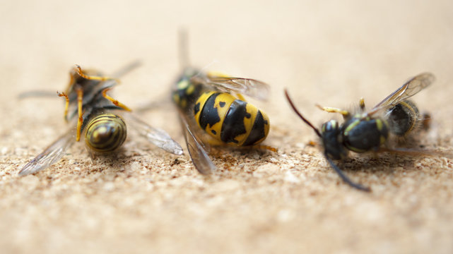 Dead wasps